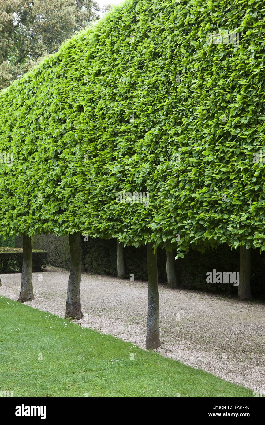 Pleached Hornbeam trees in The Stilt Garden at Hidcote, Gloucestershire