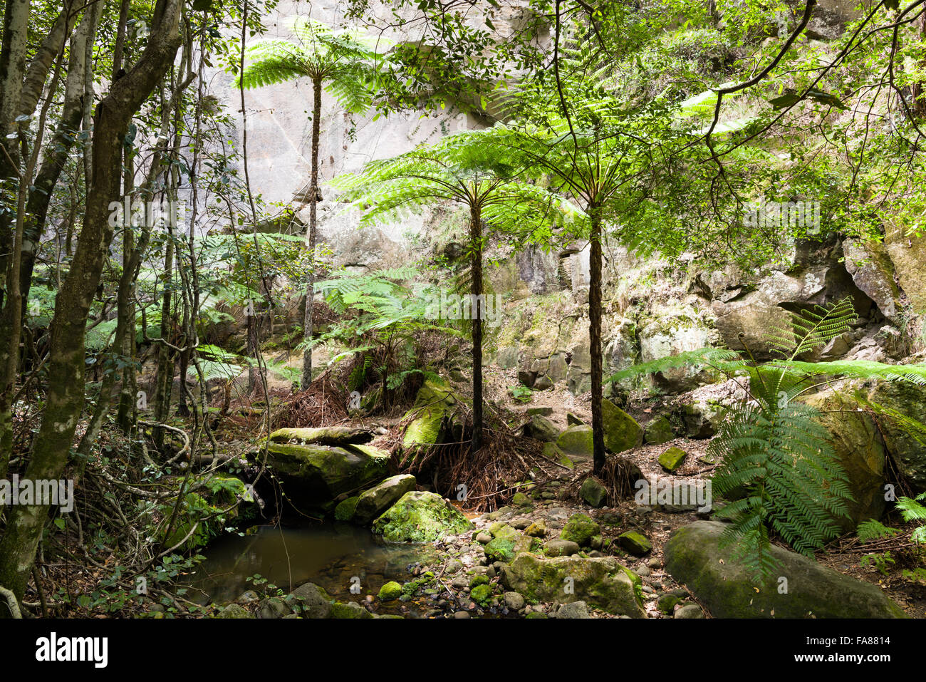 Carnarvon Gorge national park Queensland Australia Stock Photo