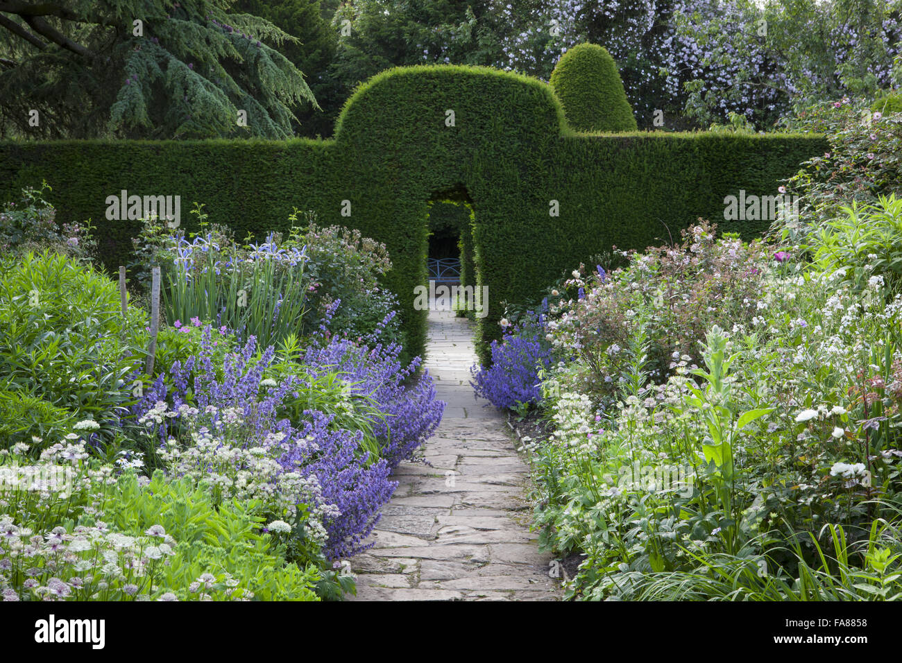 Nepeta, astrantia and iris in The Old Garden at Hidcote, Gloucestershire, in June. View through yew hedge arches to blue seat. Stock Photo