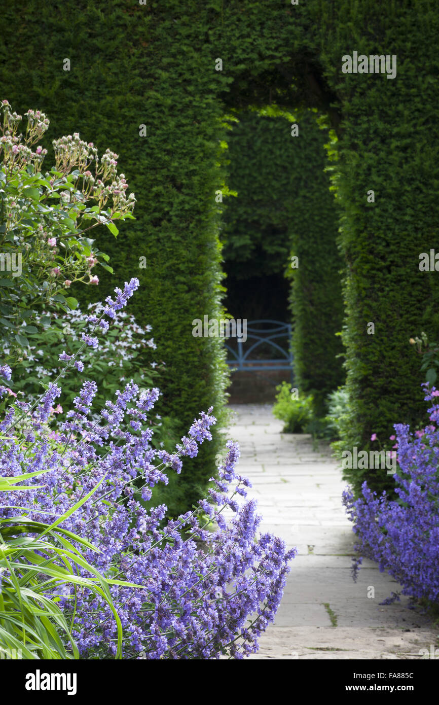 Nepeta (Catmint) in The Old Garden at Hidcote, Gloucestershire, in June. View through yew, Taxus baccata, hedge arches to blue seat. Stock Photo