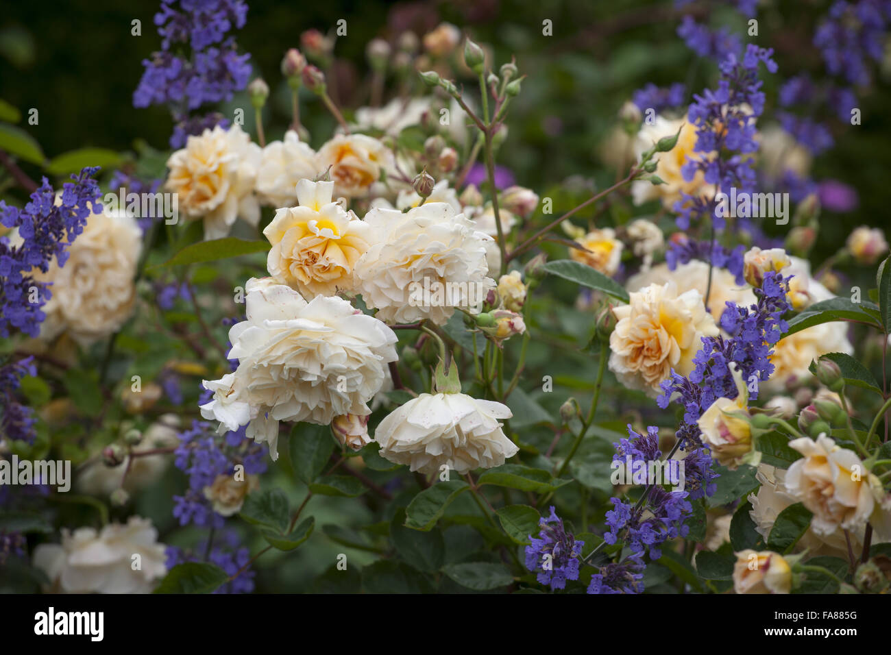 Rose and nepeta (catmint) in The Old Garden at Hidcote, Gloucestershire