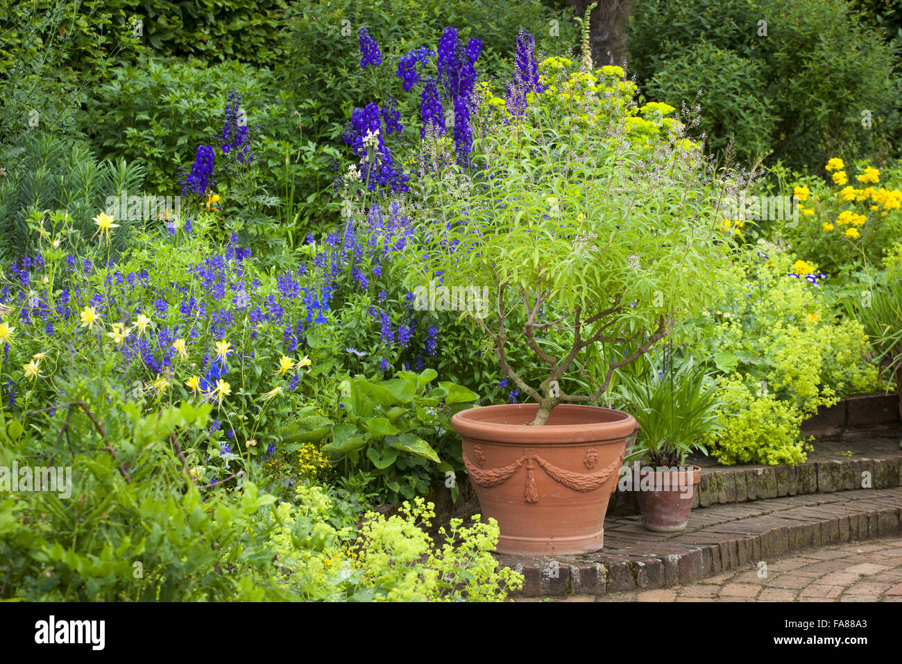 Lemon Verbena Garden High Resolution Stock Photography And Images Alamy