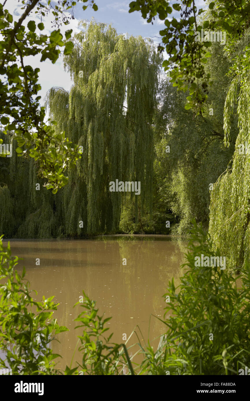 The lake and weeping willow at The Vyne, Hampshire. Stock Photo