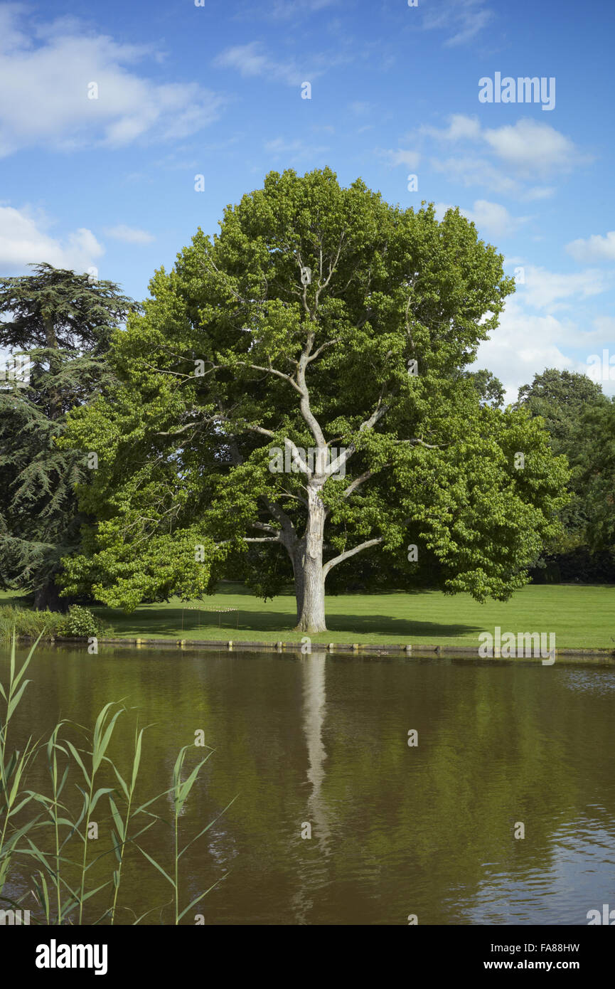 A view across the lake at The Vyne, Hampshire. Stock Photo