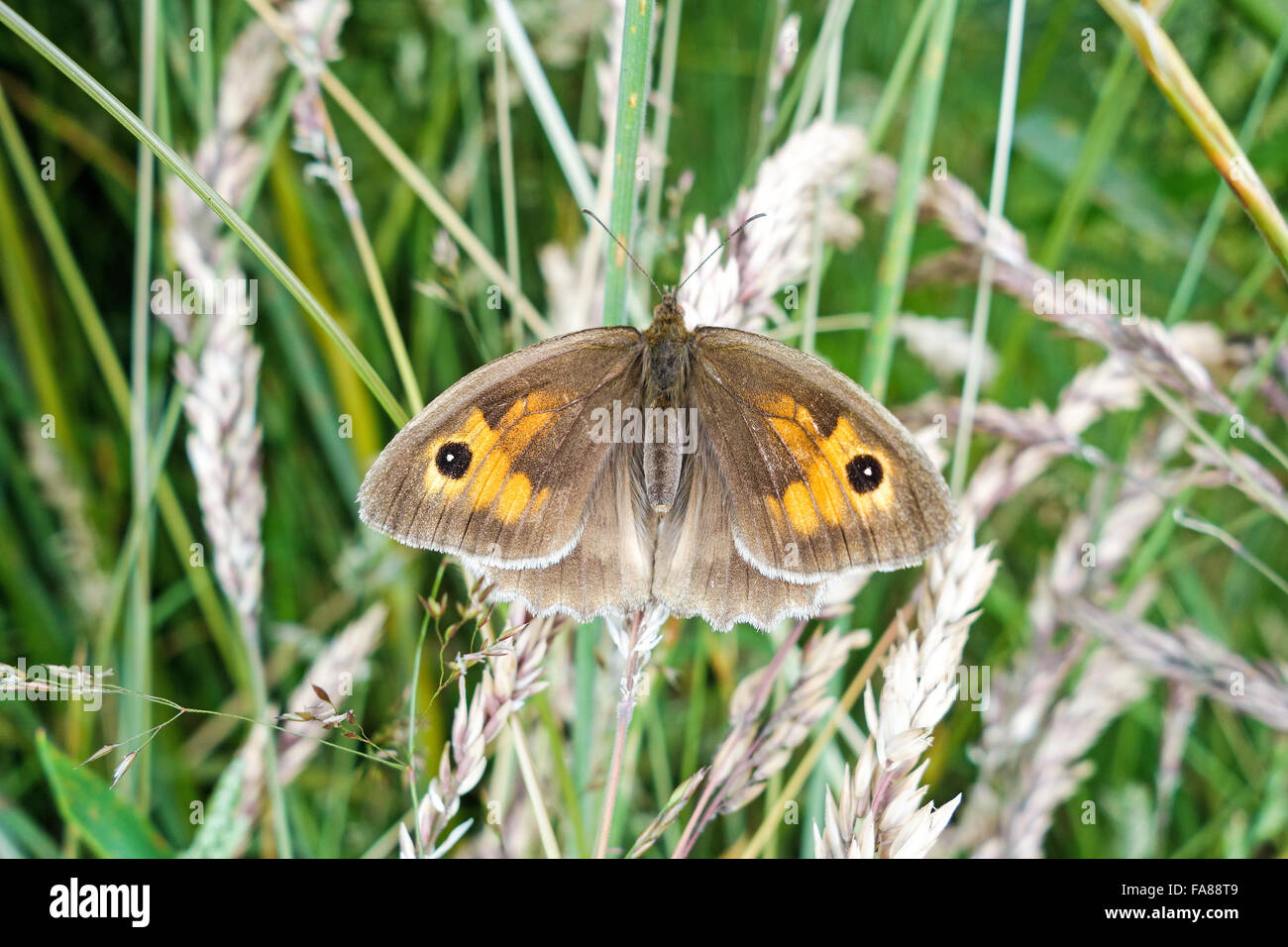 A female Meadow Brown butterfly (Maniola jurtina), England, UK Stock Photo
