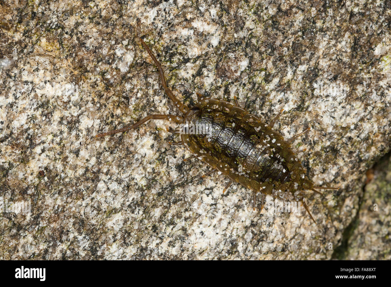 Common sea slater, sea roach, littoral woodlouse, Meeres-Klippenassel, Klippenassel, Meeresassel, Meerassel, Ligia oceanica Stock Photo