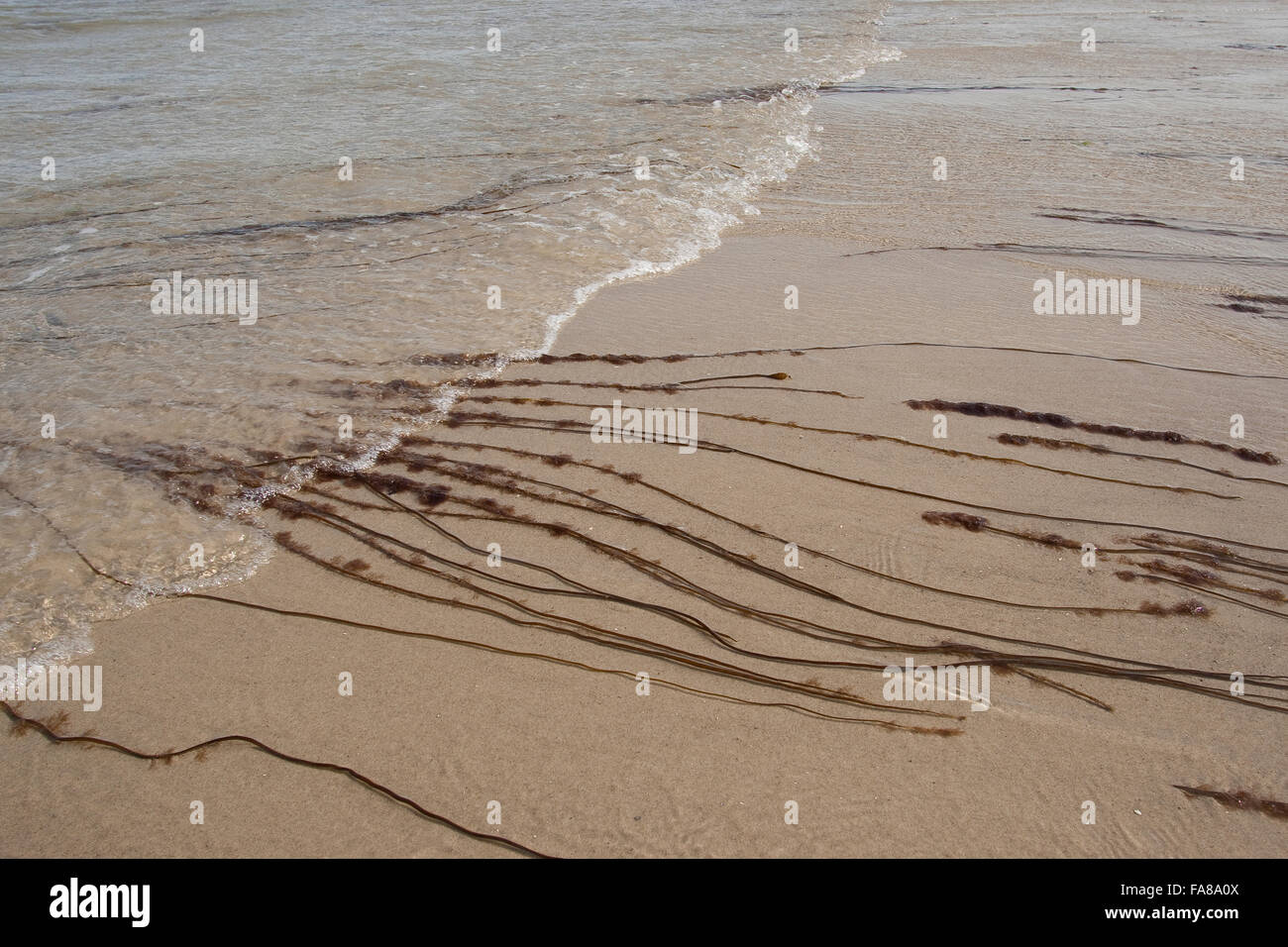 Dead man's rope, sea lace, Glatte Meersaite, Gemeine Meersaite, Seesaite, Chorda filum, Meeresalgen, Algen, Flachwasserbereich Stock Photo