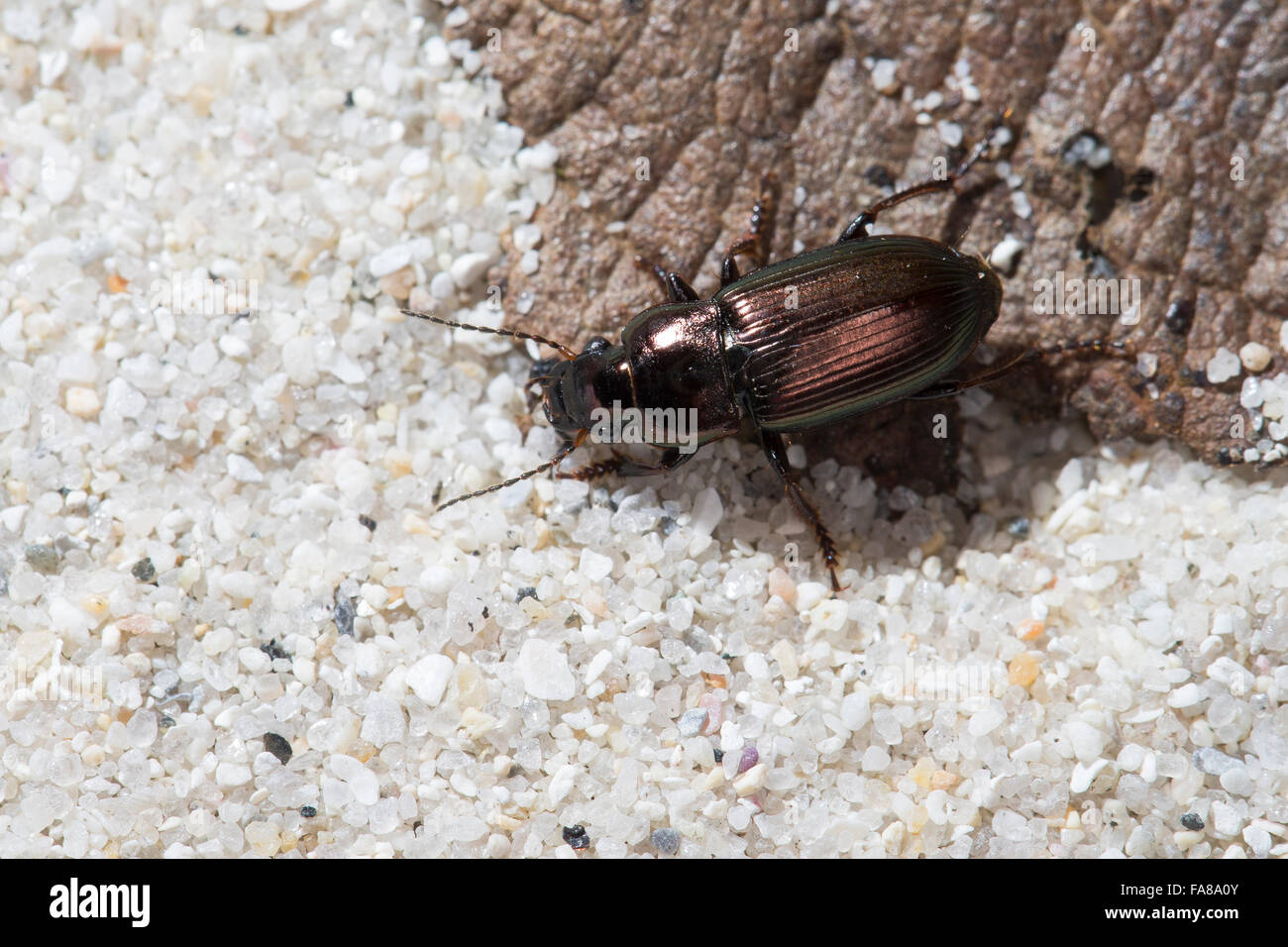 Ground beetle, male, Metallischer Schnellläufer, Metallischer Schnelläufer, Männchen, Harpalus distinguendus Stock Photo
