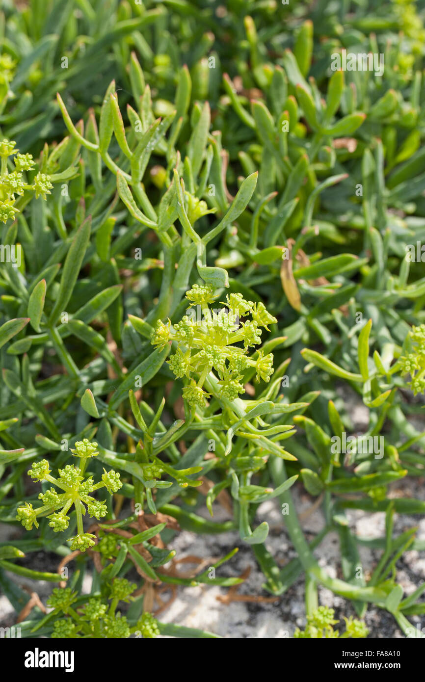 Rock samphire, Sea Fennel, SeaFennel, Seafennel, Meerfenchel