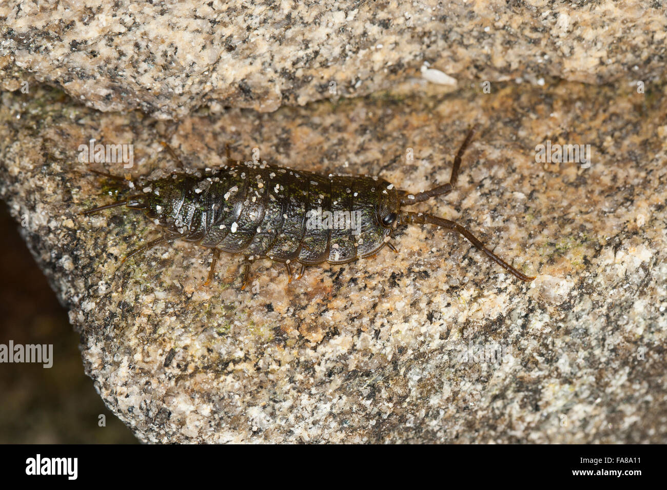 Common sea slater, sea roach, littoral woodlouse, Meeres-Klippenassel, Klippenassel, Meeresassel, Meerassel, Ligia oceanica Stock Photo