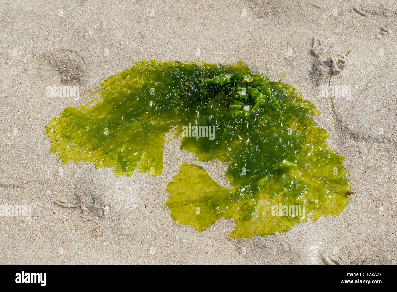 Sea lettuce, Meersalat, Meerlattich, Meer-Salat, "Fischersalat", Ulva lactuca, Grünalge, la Laitue de mer Stock Photo