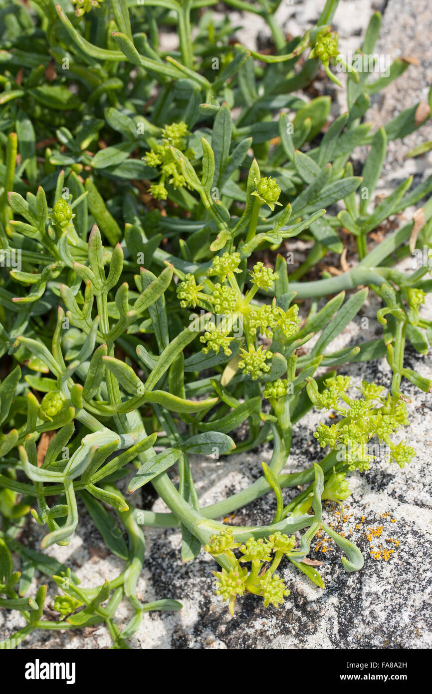 Rock samphire, Sea Fennel, SeaFennel, Seafennel, Meerfenchel