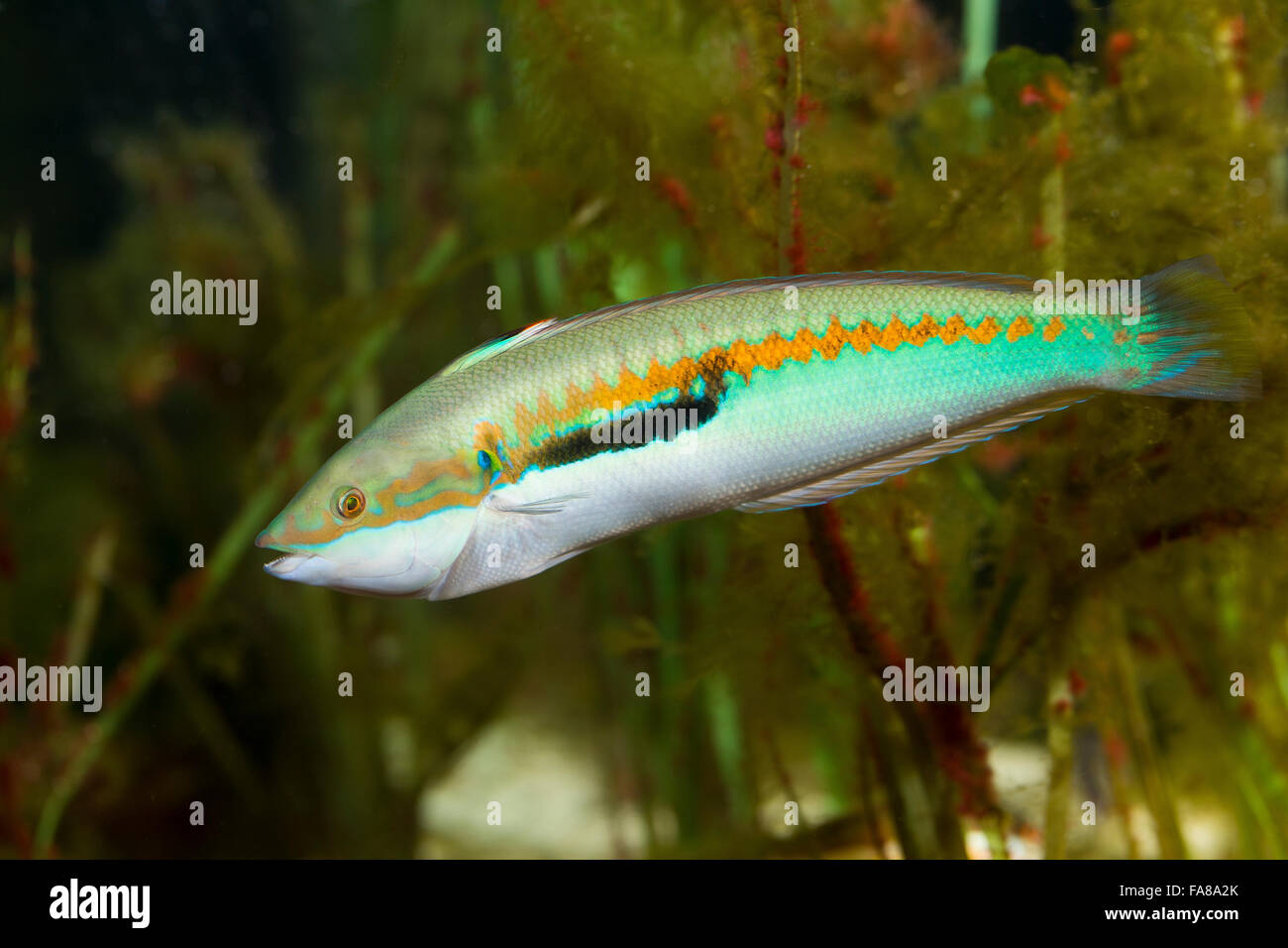 Mediterranean rainbow wrasse, rainbowfish, male, Meerjunker, Mittelmeer-Junker, Männchen, Coris julis, Labrus julis Stock Photo