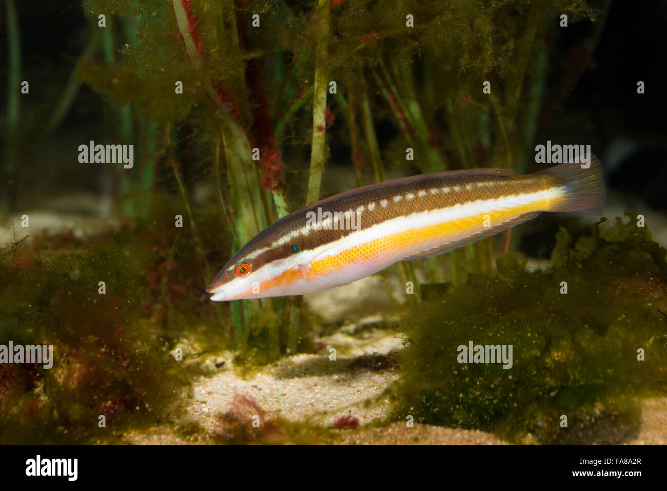 Mediterranean rainbow wrasse, rainbowfish, female, Meerjunker, Mittelmeer-Junker, Weibchen, Coris julis, Labrus julis Stock Photo