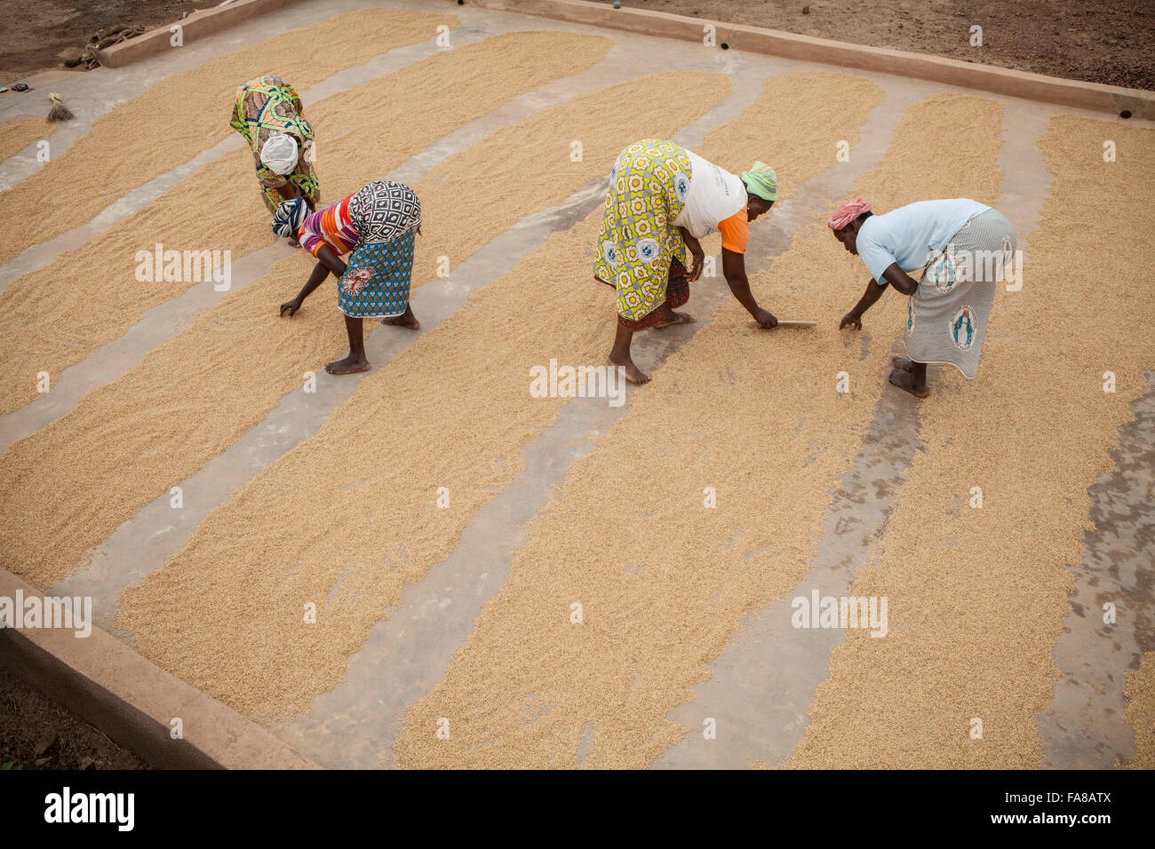 Rice is dried before being sold at a women's group processing center in Sourou Province, Burkina Faso. Stock Photo
