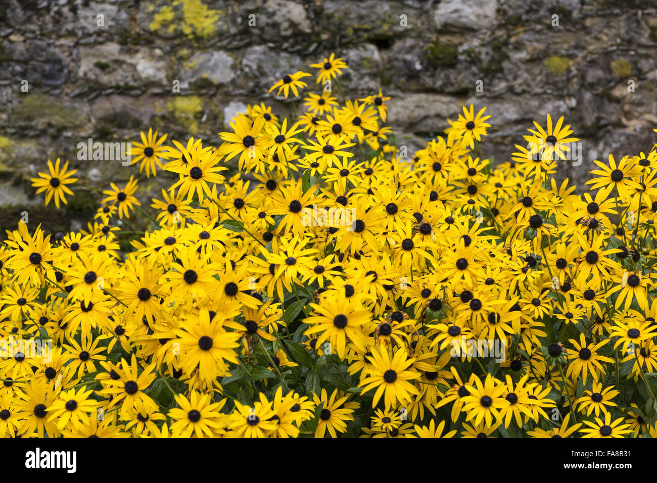Yellow flowers growing in the garden at Ightham Mote, Kent. Ightham Mote is a medieval moated manor house near Sevenoaks. Stock Photo
