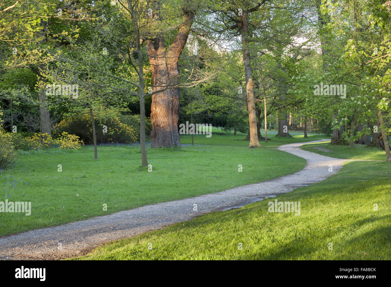 Woodland Walk at Claremont Landscape Garden, Surrey Stock Photo Alamy