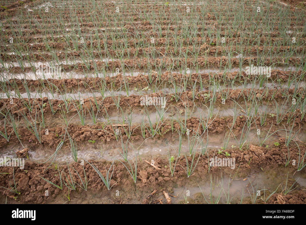 Onion field in Sourou Province, Boucle de Mouhoun Region, Burkina Faso