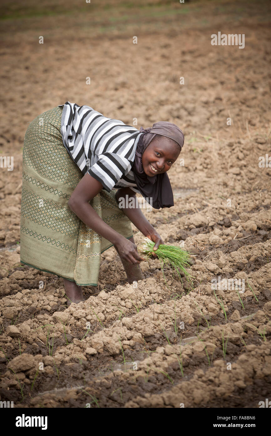 Onion farmers in Sourou Province, Burkina Faso transplant seedlings out