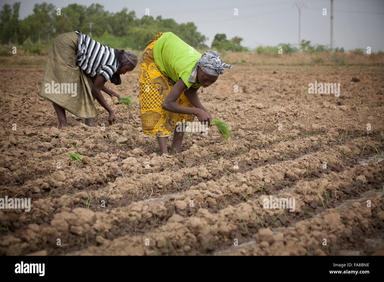 Onion farmers in Sourou Province, Burkina Faso transplant seedlings out