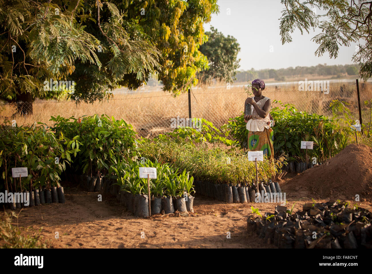 Tree and seedling nursery in Banfora Department, Burkina Faso. Stock Photo