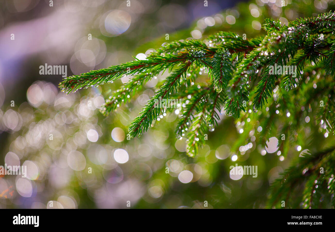 Background of Christmas tree branches Stock Photo Alamy
