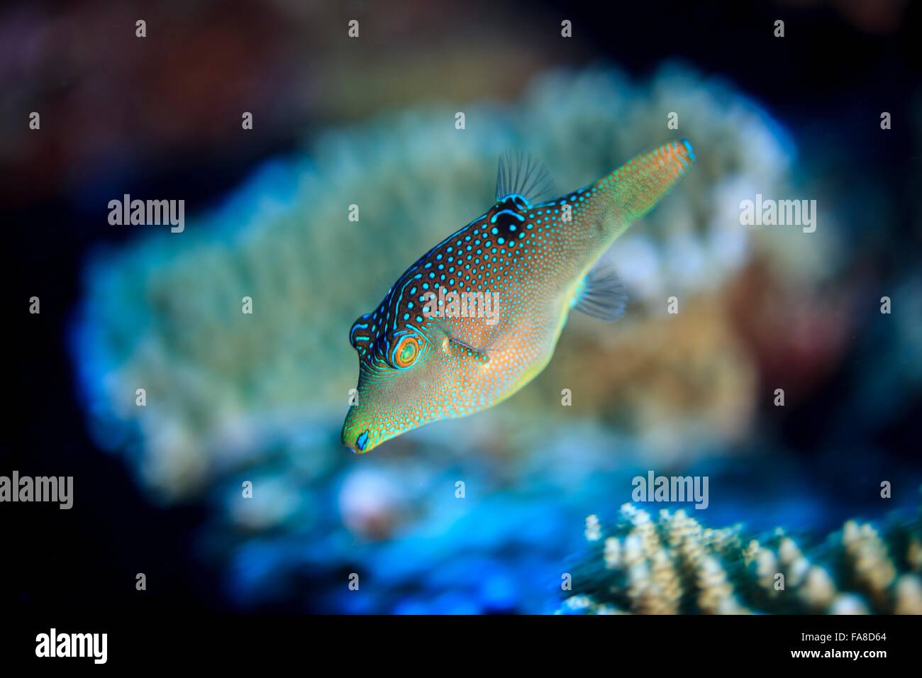 Underwater view of canthigaster solandri (solander's toby) at Palmerston Atoll, Cook Islands Stock Photo