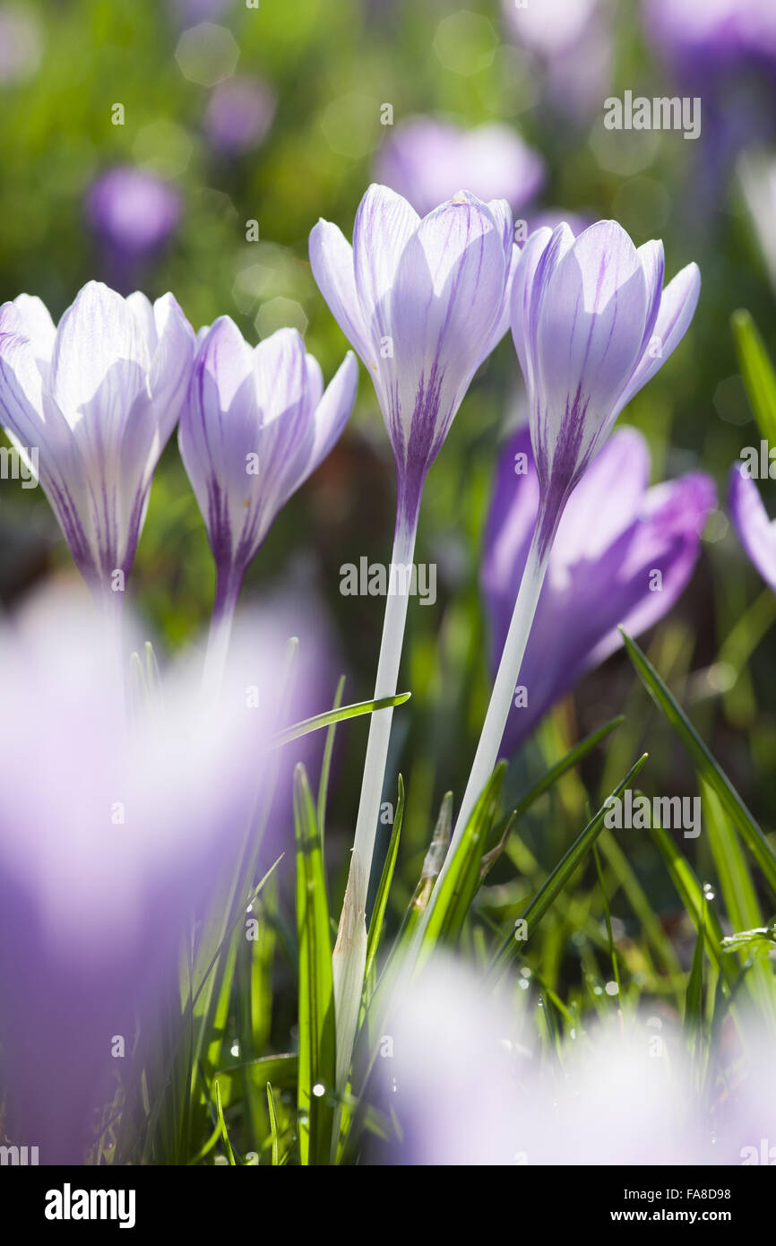 Crocuses in the grounds in spring at Lacock Abbey, Wiltshire. Stock Photo