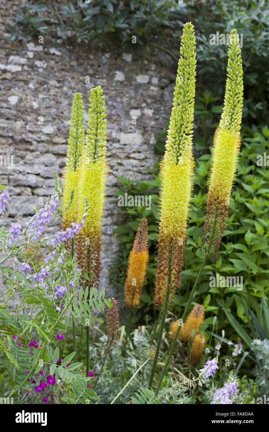 Eremurus bungei (Foxtail Lily) at Lacock Abbey, Wiltshire, in June. Stock Photo