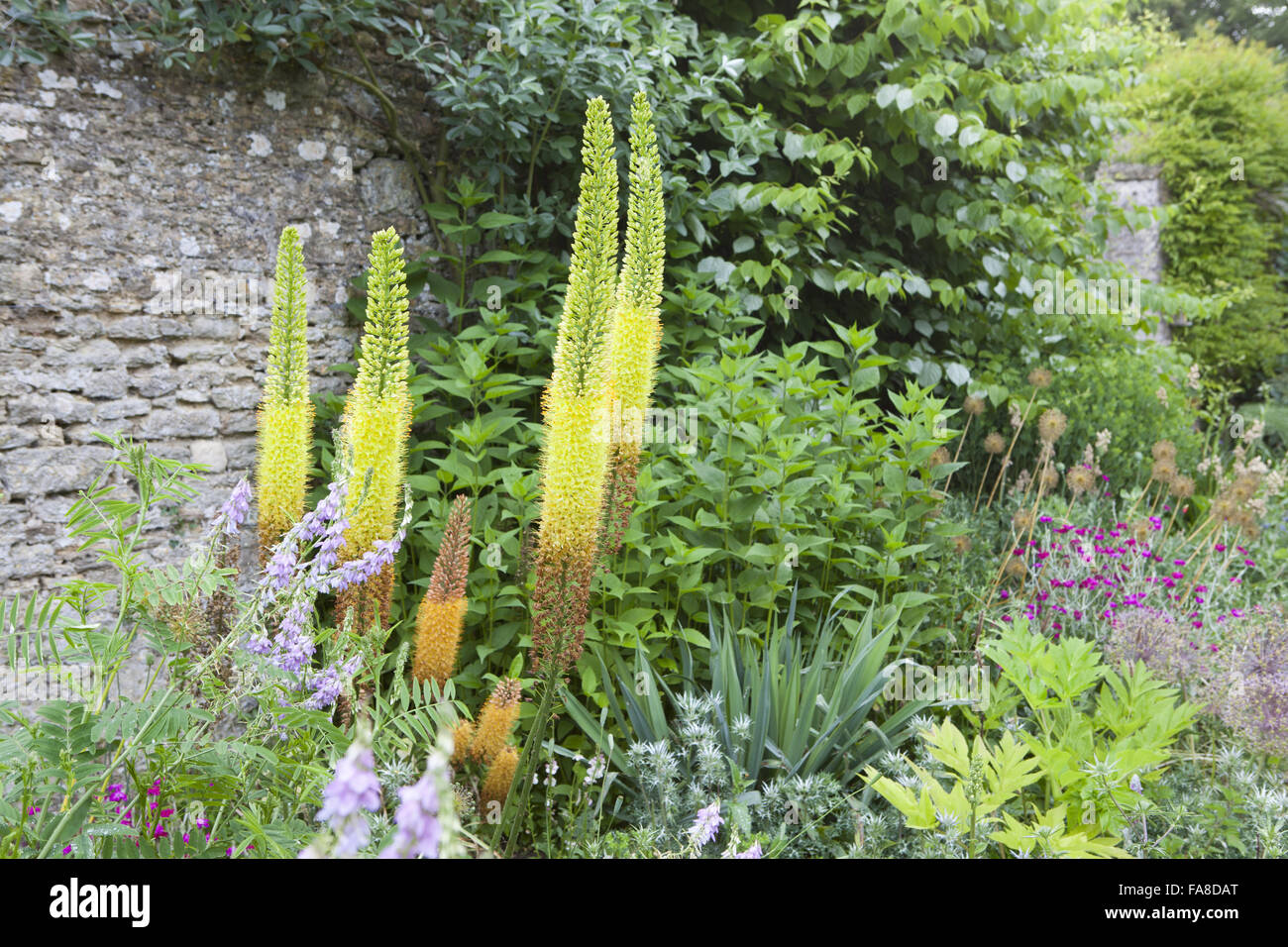 Eremurus bungei (Foxtail Lily) at Lacock Abbey, Wiltshire, in June. Stock Photo