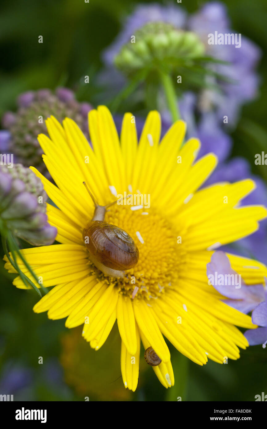 Snail on yellow daisy, Buphthalmum salicifolium, at Lacock Abbey, Wiltshire, in June. Stock Photo