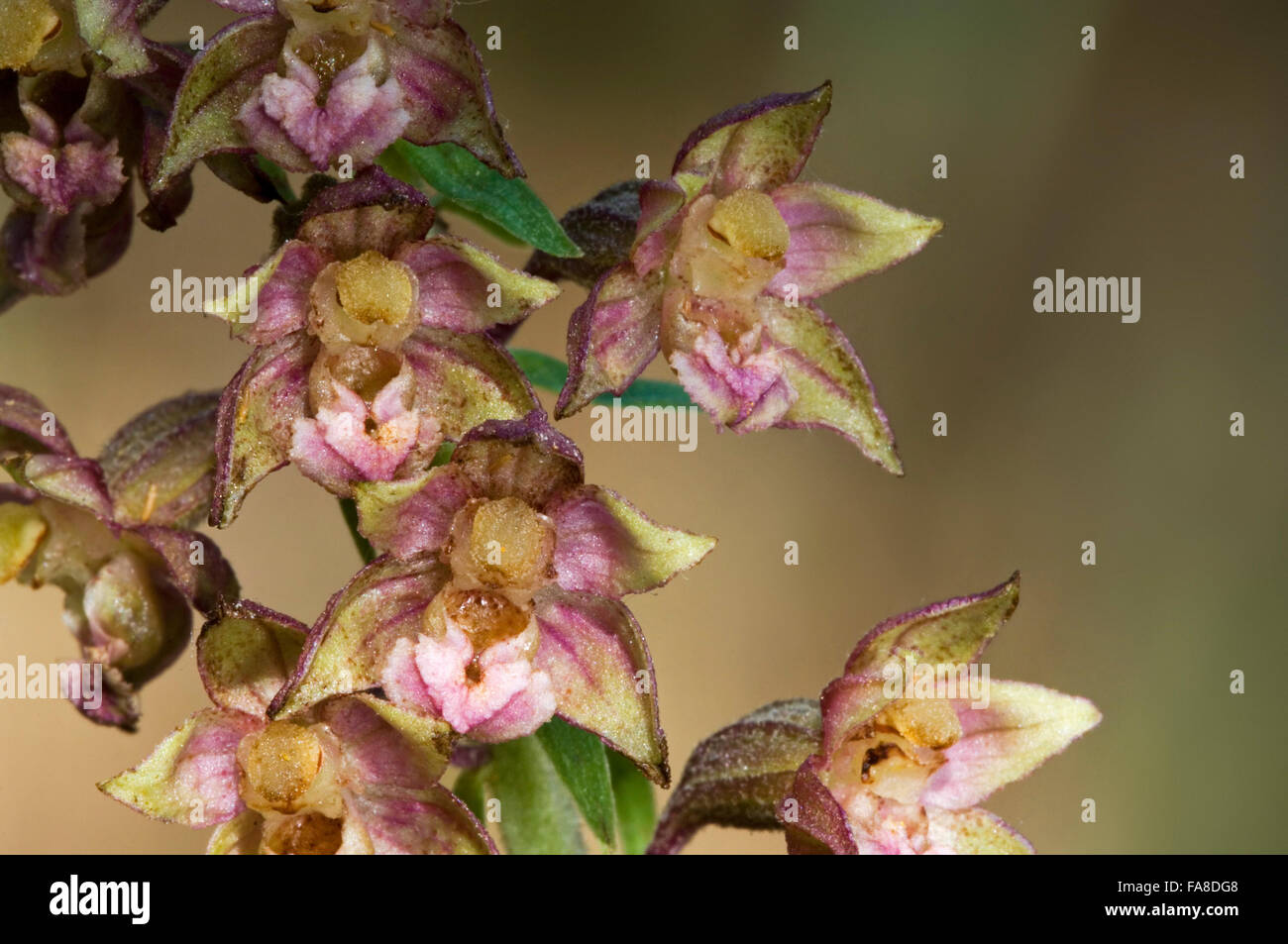 Broad-leaved helleborine (Epipactis helleborine / Serapias helleborine L.) in flower Stock Photo