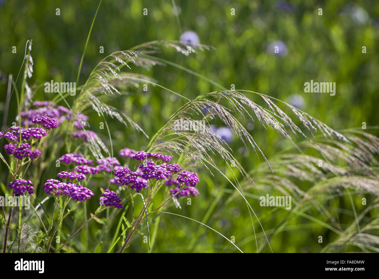 Achillea 'Cerise Queen' and Eragrostis curvula in the Botanic Garden at Lacock Abbey, Wiltshire, in June. Stock Photo