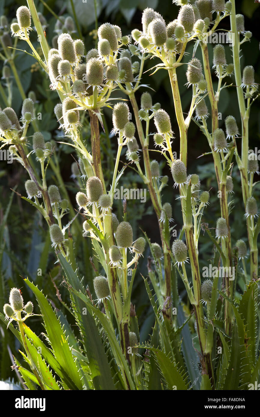 Eryngium agavifolium in the Botanic Garden at Lacock Abbey, Wiltshire, in June. Stock Photo