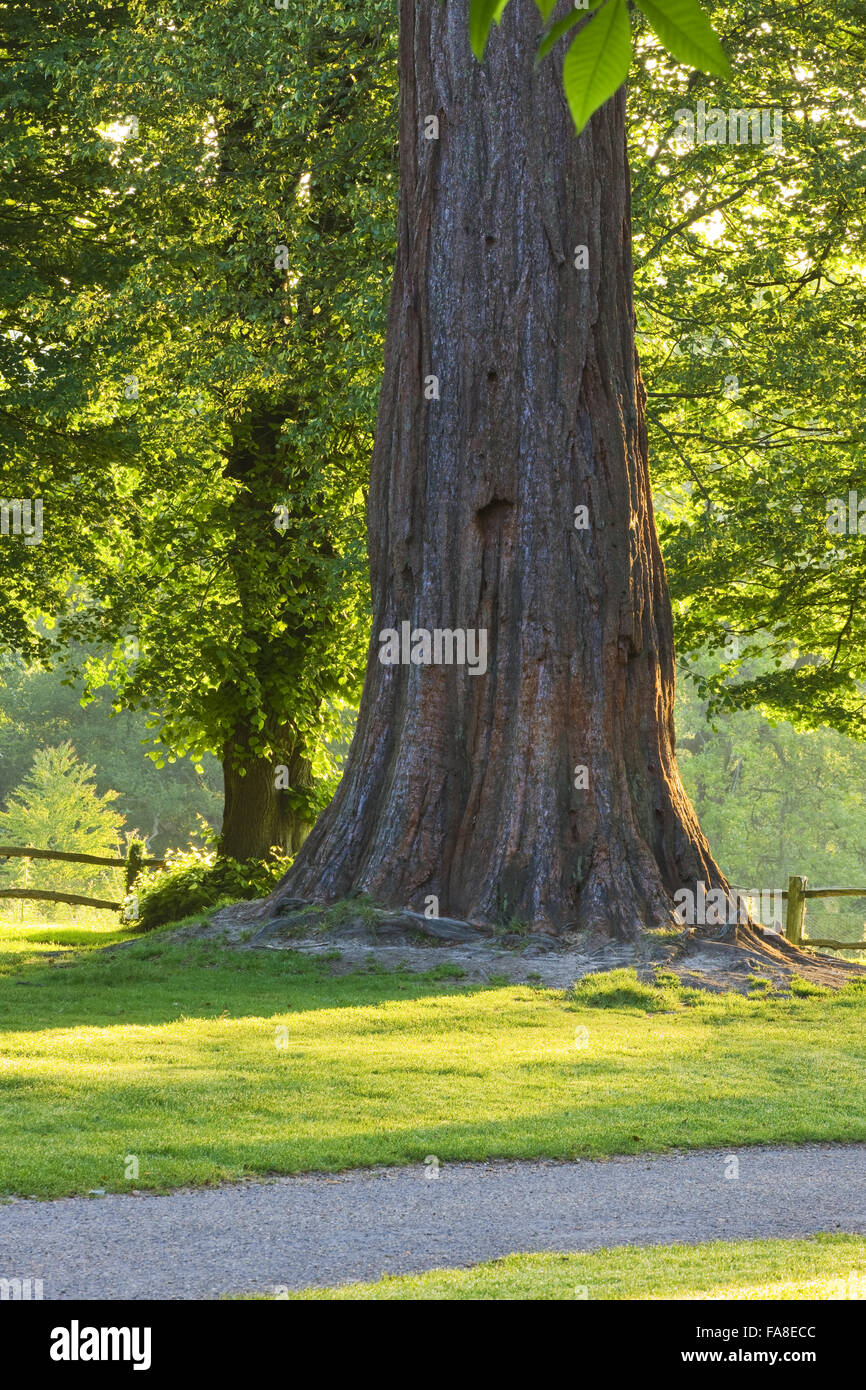 Trees at Nymans, West Sussex, in June Stock Photo - Alamy