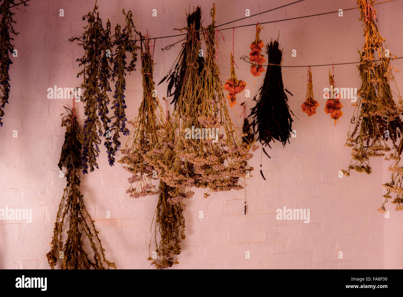 Bunches of dried flowers hanging upside down during the process of drying flowers. Stock Photo