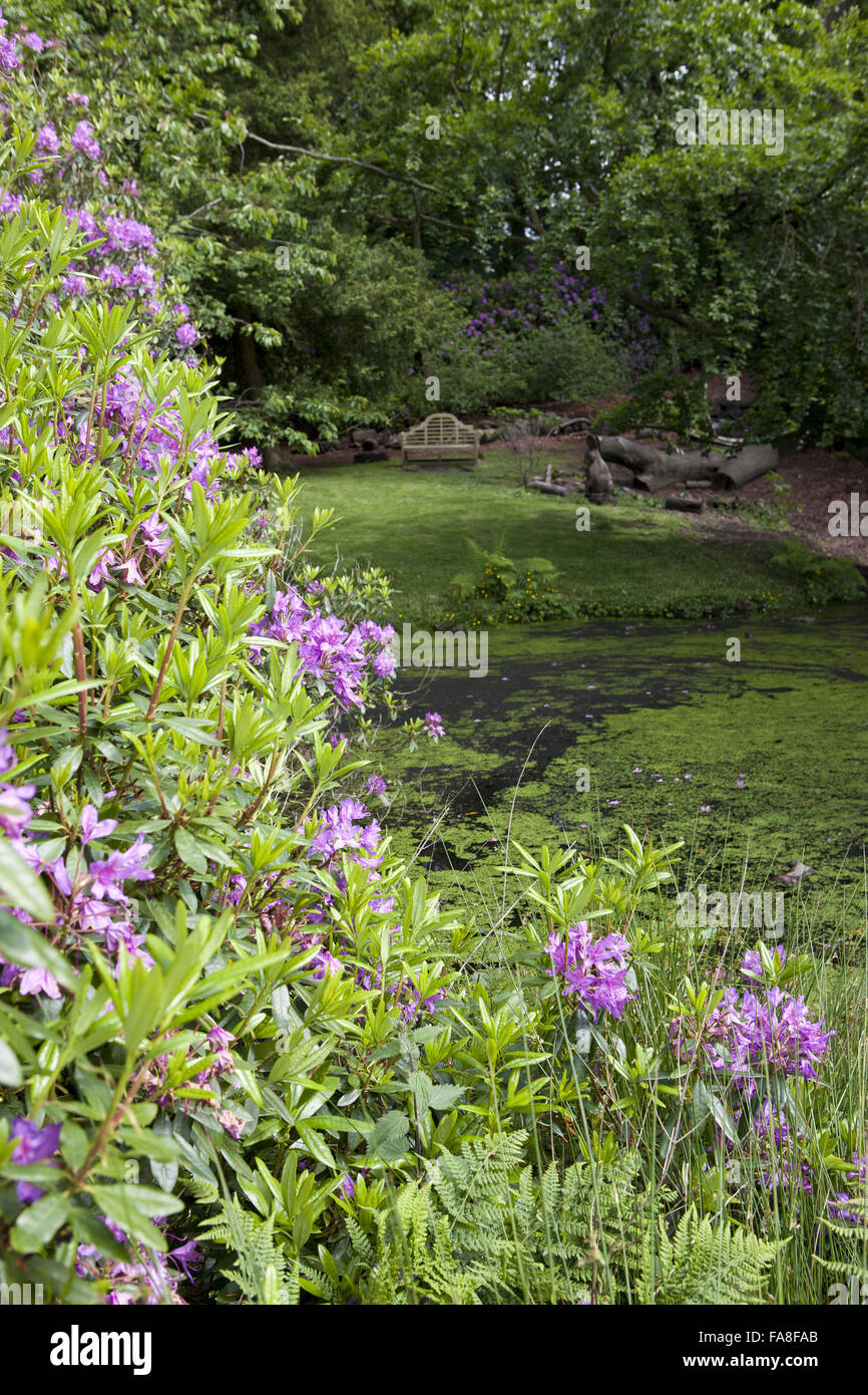 Rhododendron beside Pistol Pond at Hare Hill, Cheshire. Stock Photo