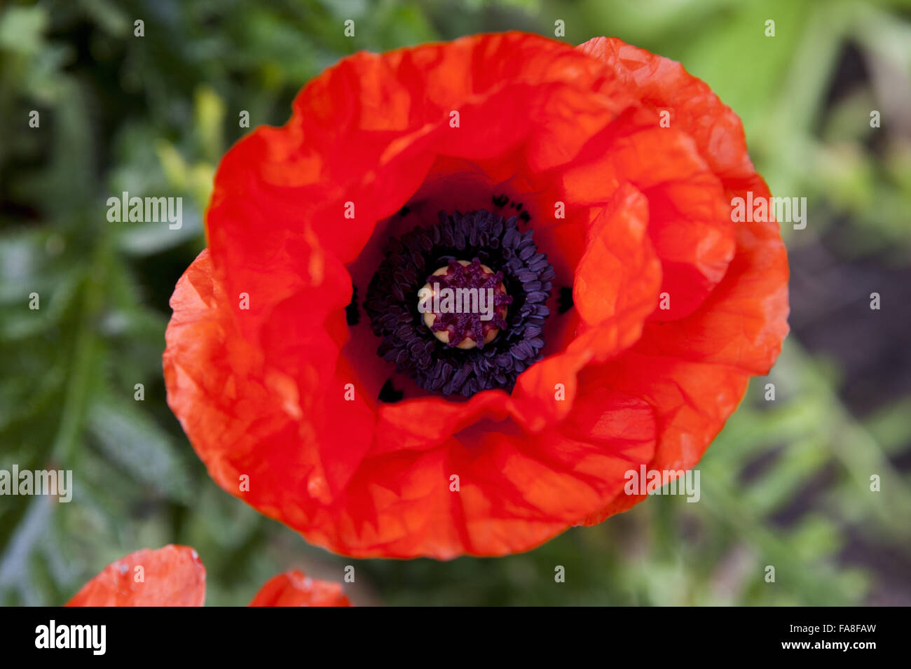 Poppy in flower in June at Hare Hill, Cheshire. Stock Photo