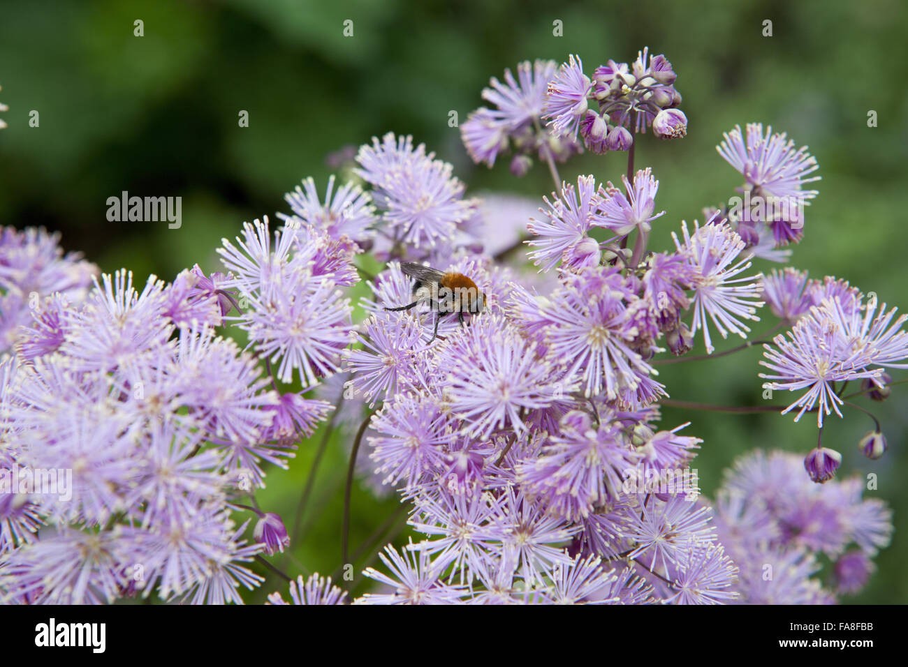 Thalictrum in flower in June at Hare Hill, Cheshire. Stock Photo