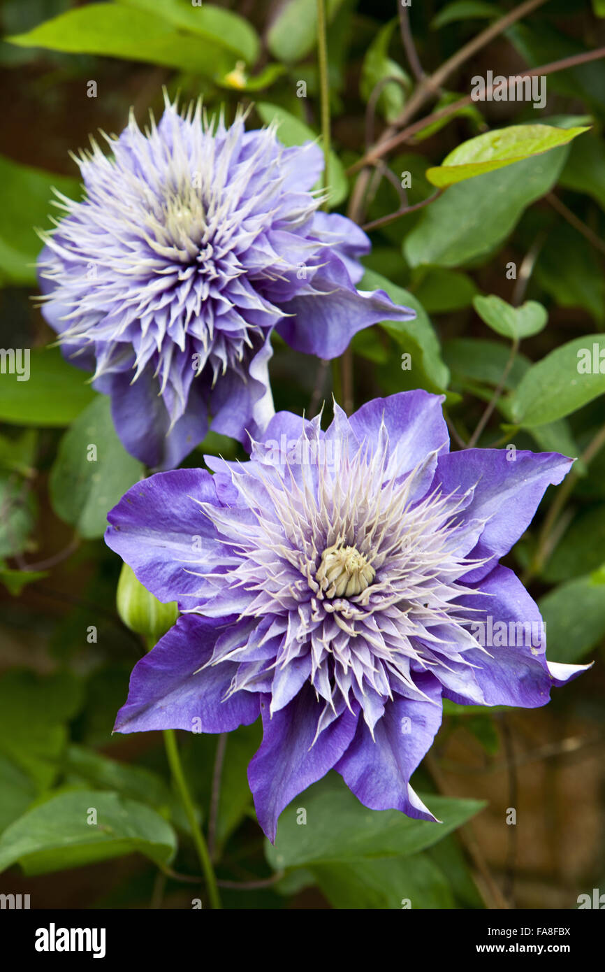 Clematis in flower in June in the walled garden at Hare Hill, Cheshire. Stock Photo