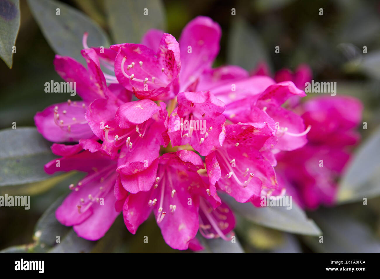 Rhododendron in flower in June at Hare Hill, Cheshire. Stock Photo