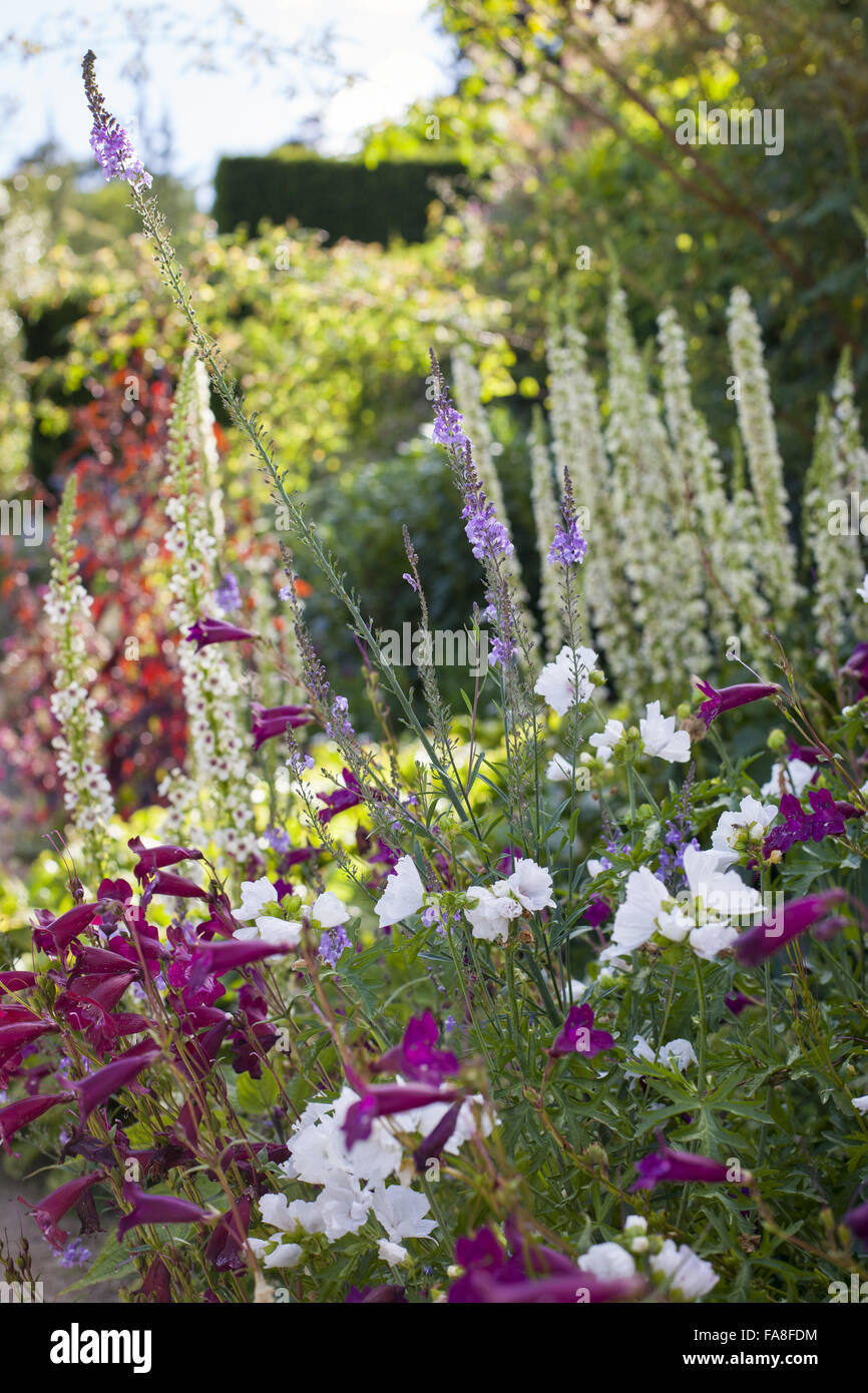 Flowers in a border in the garden in July at Powis Castle, Powys, Wales. Stock Photo