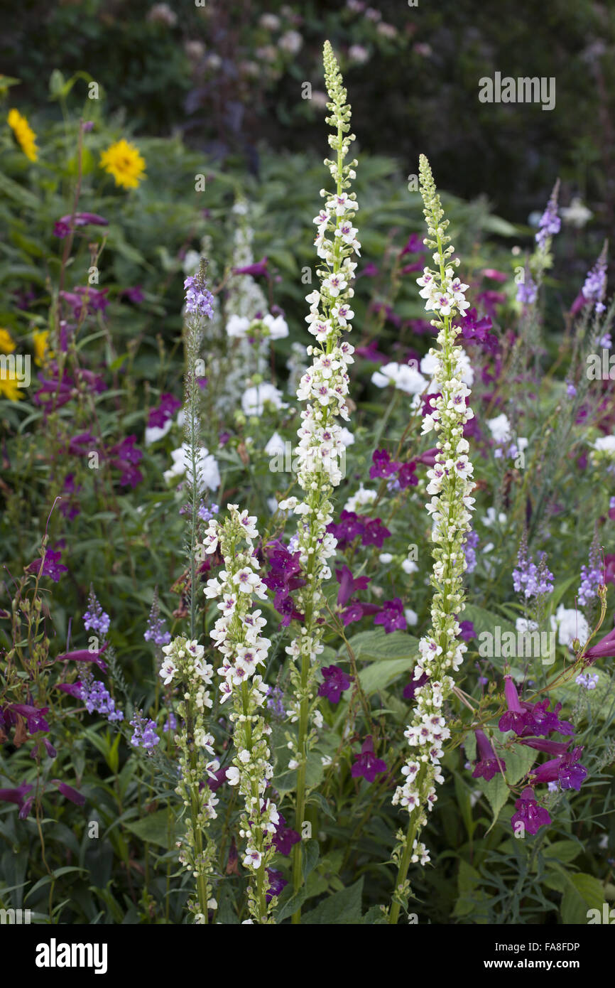Verbascum in the garden in July at Powis Castle, Powys, Wales. Stock Photo