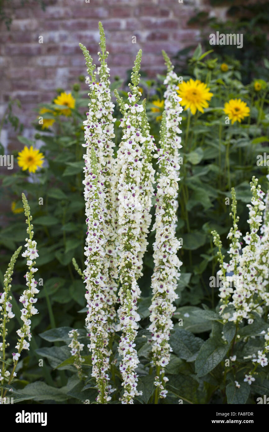 Verbascum in the garden in July at Powis Castle, Powys, Wales. Stock Photo