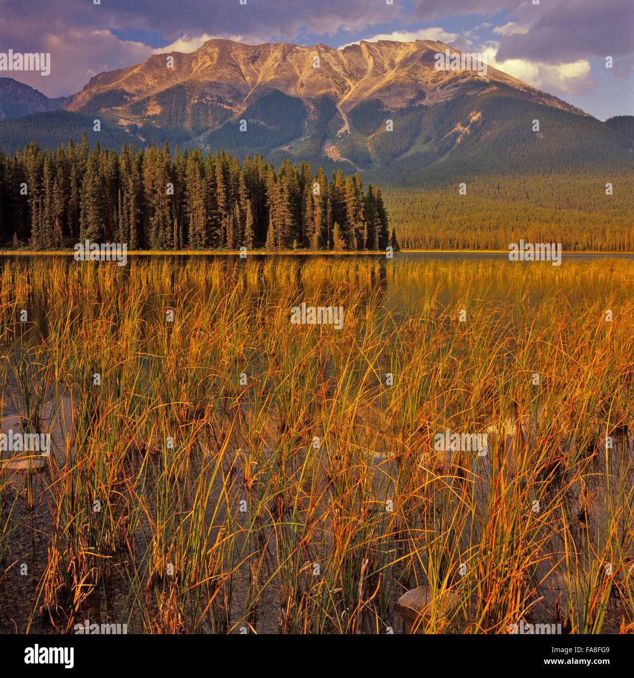 Buck lake alberta hires stock photography and images Alamy