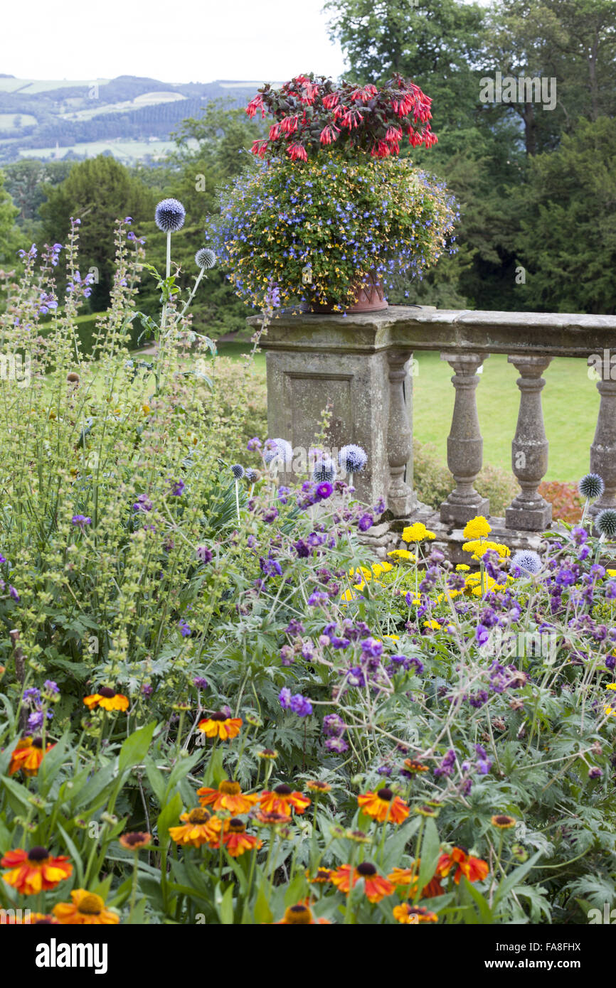 Orange Heleniums and blue Echinops in the garden in July at Powis Castle, Powys, Wales. Stock Photo