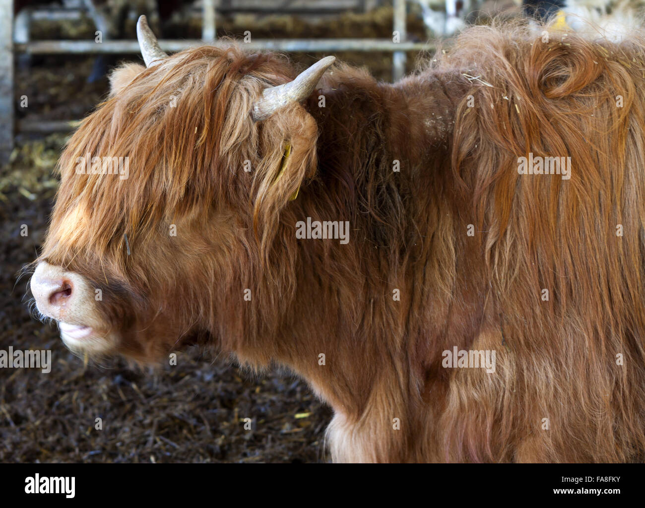 Highland cow at Wimpole Home Farm, Cambridgeshire. Stock Photo