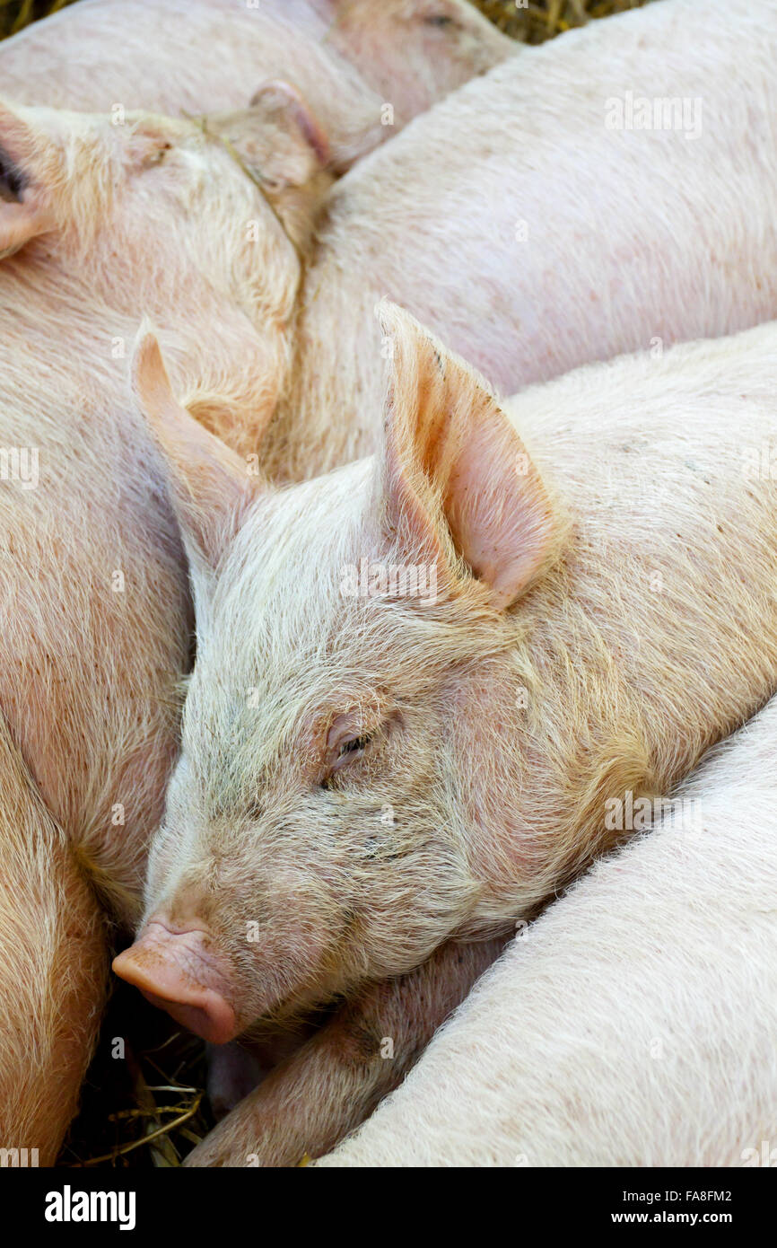 Piglets sleeping at Wimpole Home Farm, Cambridgeshire. Stock Photo