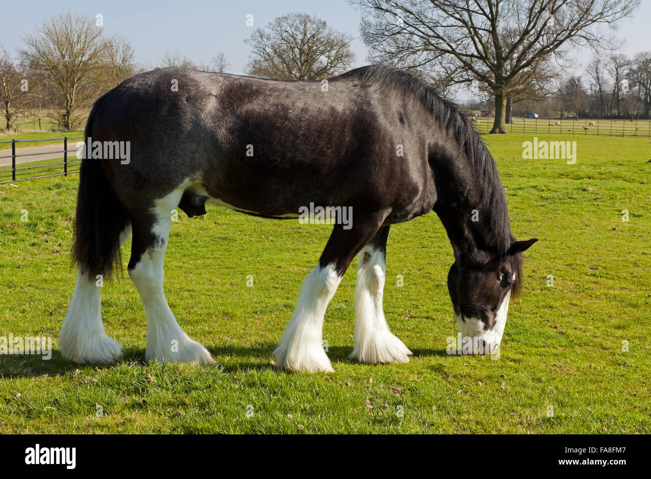 English shire horse hi-res stock photography and images - Alamy