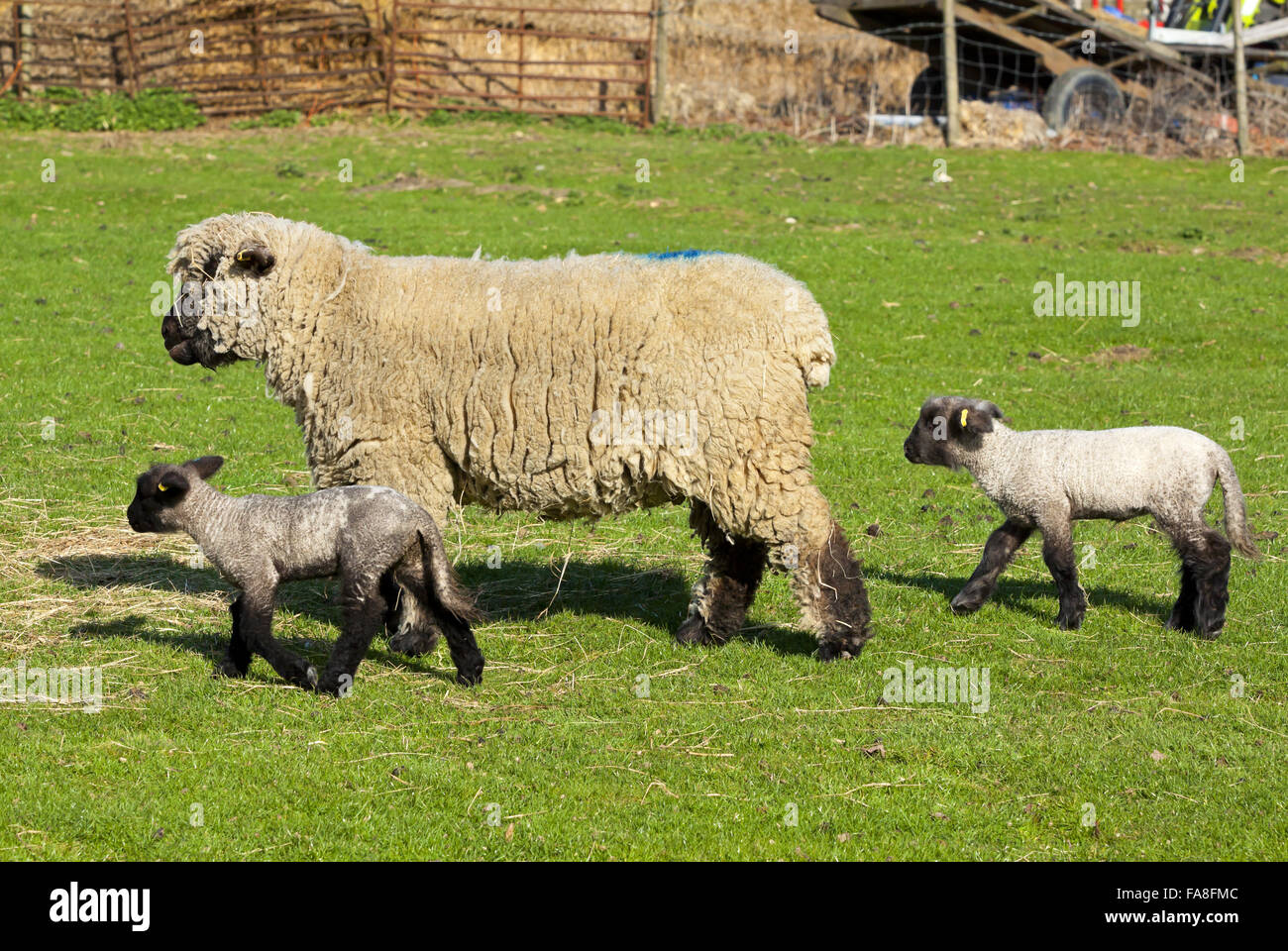 Sheep and lambs at Wimpole Home Farm, Cambridgeshire. Stock Photo